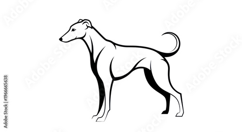 Billede på lærred Elegant greyhound silhouette in black and white against isolated backdrop