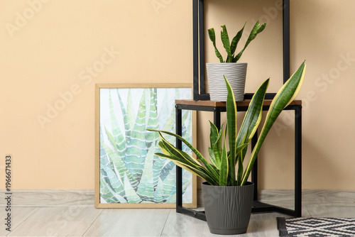 Shelves with Sansevieria pl...