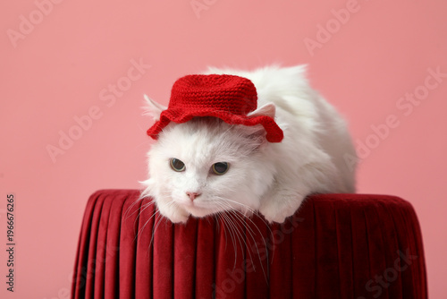 Cute white cat in funny red...