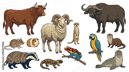 A diverse collection of various animal species including mammals, birds, amphibians, and rodents, illustrated on a white background.