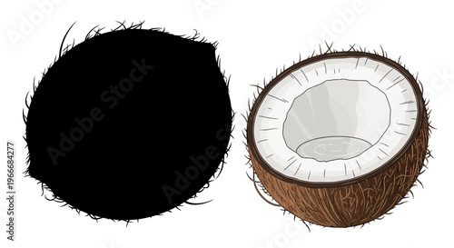 Whole coconut silhouette contrasted with a detailed cross section showing fibrous brown husk white flesh and clear liquid isolated on a white background representing tropical