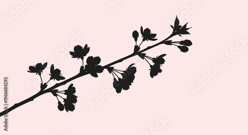 Delicate silhouette of a blooming cherry blossom branch against a soft pale pink gradient background evoking spring renewal and natural beauty with subtle shadows and gentle