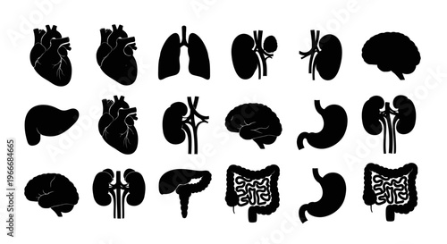 Collection of black silhouette icons representing human organs including heart lungs kidneys brain liver stomach and intestines on a clean white background ideal for medical