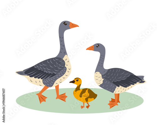 A gray geese isolated on a white background. This cute childrens illustration of a farm bird is perfect for kids educational materials and cards.