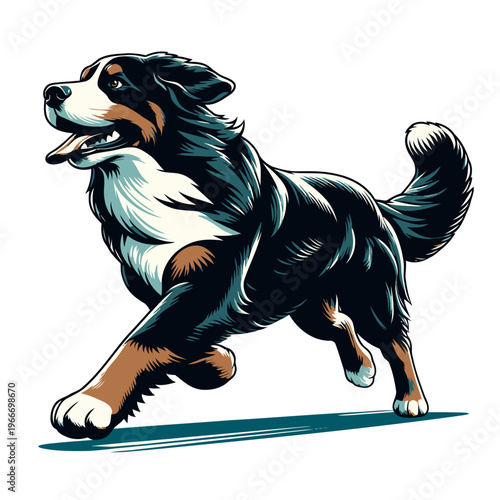 bernese mountain dog vector and illustration.