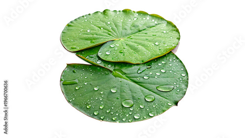 Φωτογραφία fresh green lily pad aquatic plant with Water drops isolated on transparent back