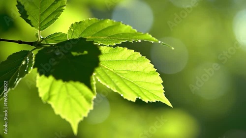 Sunlight filters through vibrant green leaves, highlighting water droplets on their surface with a soft, blurred background of nature