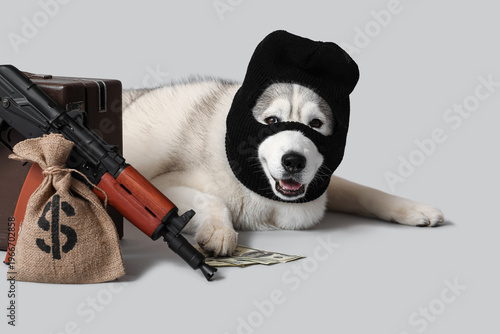 Adorable husky dog in balac...