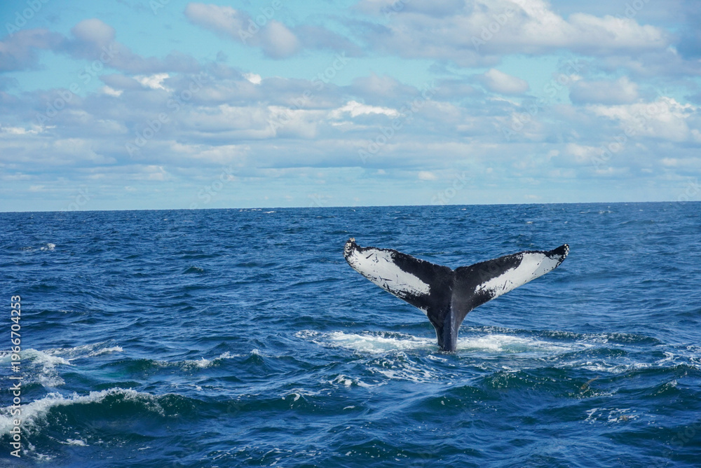 Naklejka premium Humpback whale tail fluke diving in Atlantic Ocean off Salem, Massachusetts, USA