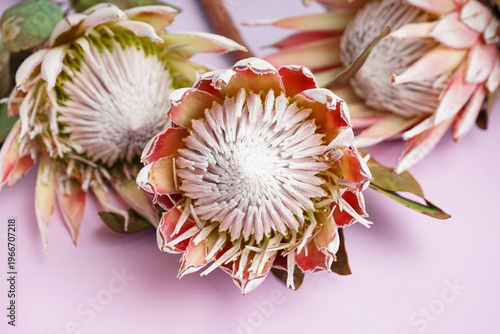 Beautiful protea flowers on...