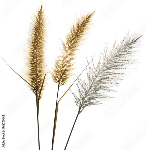 Rendering of a group of three ornamental grasses in full bloom with backlight and isolated on white background image.eps