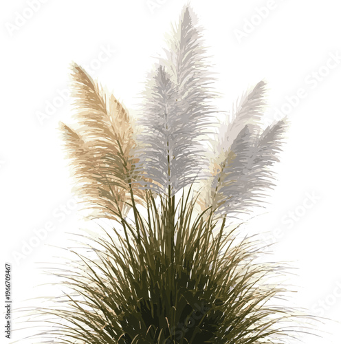 Rendering of a group of three ornamental grasses in full bloom with backlight and isolated on white background image.eps