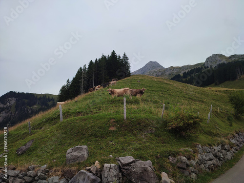 Herd of cows grazing on a green alpine hillside with a forest backdrop and rugged mountain peaks in the distance. Peaceful rural landscape under a soft overcast sky, capturing natural countryside life