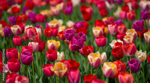 Multicolored blossoms spring. Fresh tulip field in natural spring light. Spring meadow full of tulip flowers. Multicolored tulips in outdoor spring garden.