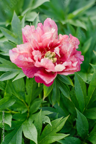 фотографія Elegant Itoh Peony Hillary with Beautiful Gradient Petals in Sunlight