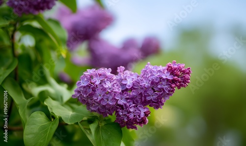 Purple lilac flowers blossom in garden, spring background