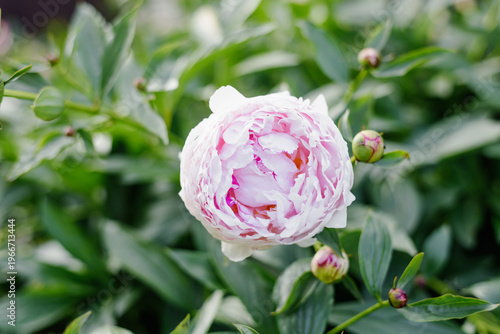 Obraz na plátne Delicate Pink Peony Flower and Small Buds in Garden