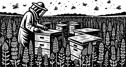 Beekeeper tending beehives in flower field linocut vector illustration. Black and white woodcut or linocut style illustration of beekeeper at apiary in blooming meadow