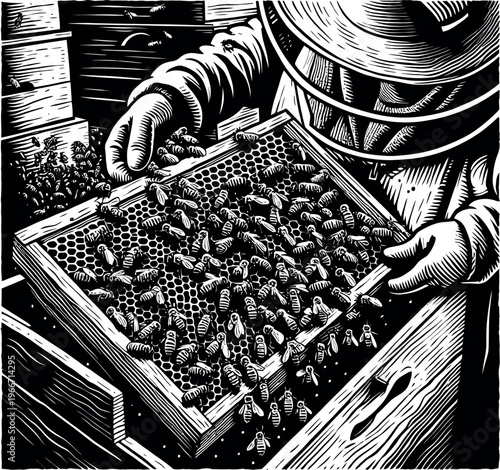 Detailed linocut vector of beekeeper hands holding a honeycomb frame. Professional apiarist working with swarming bees at apiary in traditional woodcut style.