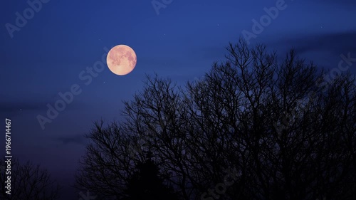 Blue hour time with full Moon, stars and planets above windy trees landscape silhouettes.