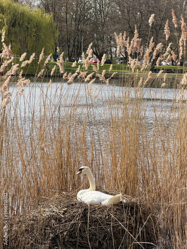Tranquil image of parent swan watching over nest and reeds Maschpark Hanover