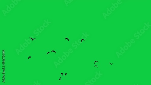 Seagull Albatross Birds Silhouette Circle Loop Pack - Sky Ocean Sunset 3 Shots Cinematic Overlay VFX Green Screen