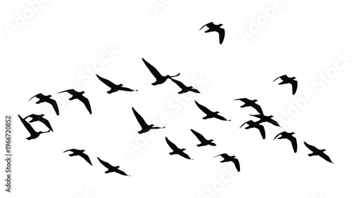 A flock of birds in flight against a white background creating a striking black graphic silhouette high quality professional detailed modern