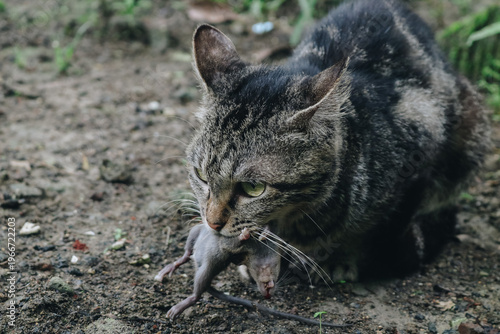 Cuadro en lienzo Gray cat eats a mouse