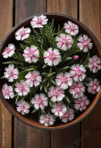 A beautiful top-down view of a pot filled with delicate pink and white carnation flowers and lush green foliage