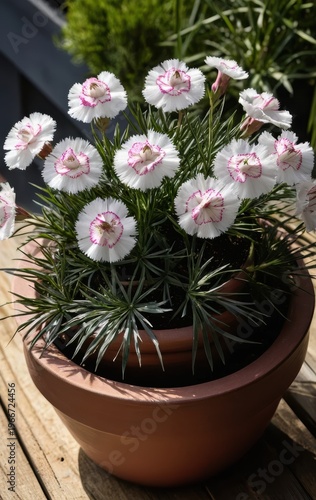 Delicate white and pink fringed Dianthus flowers bloom vividly in a terracotta pot, bathed in warm natural sunlight on a rustic wooden surface
