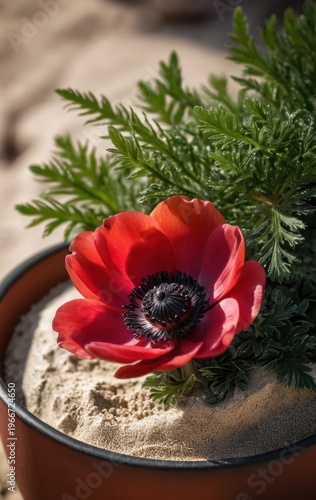 Vibrant red anemone flower blooming in sandy soil with green foliage