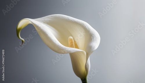 Elegant white calla lily bloom capturing delicate beauty with soft light on a serene background, showcasing natural grace and pristine form
