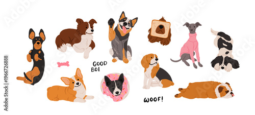 Medium dog breeds set. Dachshund, border collie, corgi, basenji, blue heeler, beagle, cocker spaniel, whippet, English bulldog, springer spaniel. Hand drawn vector illustration
