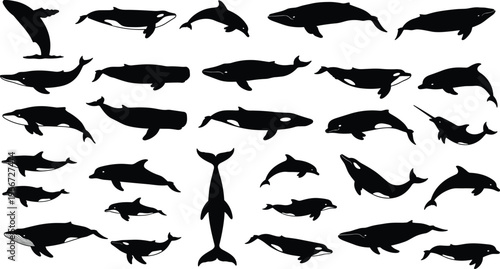 Whale and dolphin silhouette set collection featuring various marine mammal species like orca narwhal and humpback for ocean wildlife conservation and sea life design