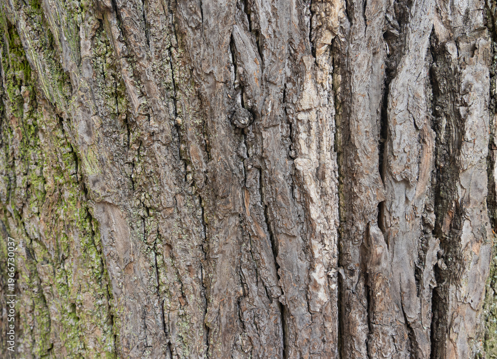 Fototapeta premium Old bark tree texture. Natural wood surface pattern, old tree skin
