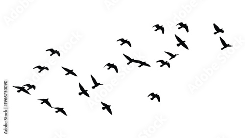 A flock of birds in dynamic flight formation against a stark white background presented as a striking silhouette high quality professional