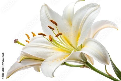 Single white lily with open petals and yellow center