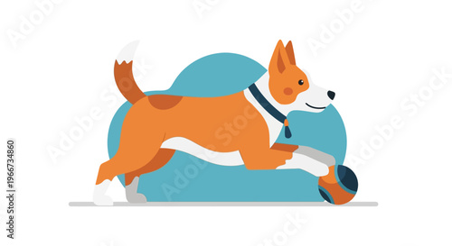 Corgi dog playing with ball.