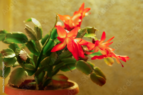 Schlumbergera flower on a golden background
