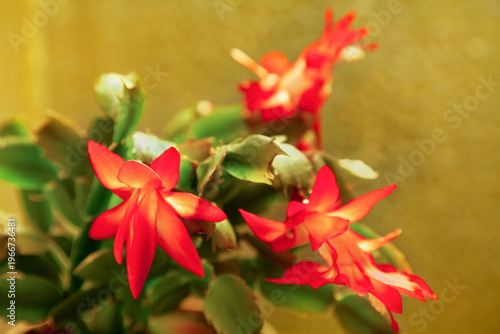 Schlumbergera flower on a golden background
