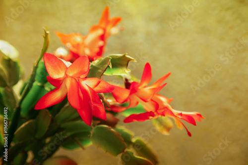 Schlumbergera flower on a golden background