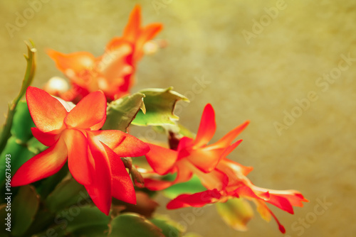 Schlumbergera flower on a golden background