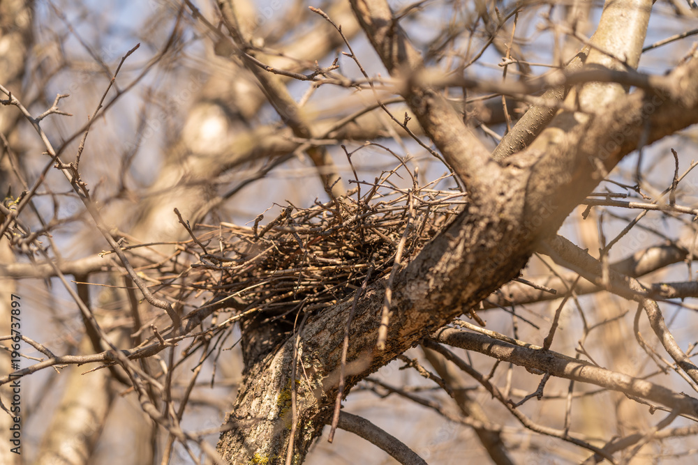 Fototapeta premium Silent winter refuge. Weathered oak with delicate shadows and moss patches nearby. Dormant bird shelter resting among stark tree limbs under gentle winter illumination