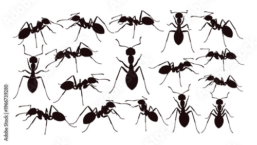 A collection of ants in various poses and orientations are depicted as dark shapes against a white background silhouette high quality