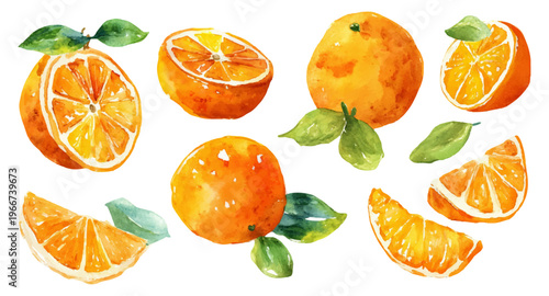 Hand painted watercolor oranges, whole citrus fruit pieces, halves and wedges with green leaves, creating a vibrant, fresh, and healthy food illustration on a plain background