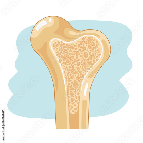 Healthy Bone Density Cross Section Anatomy Illustration