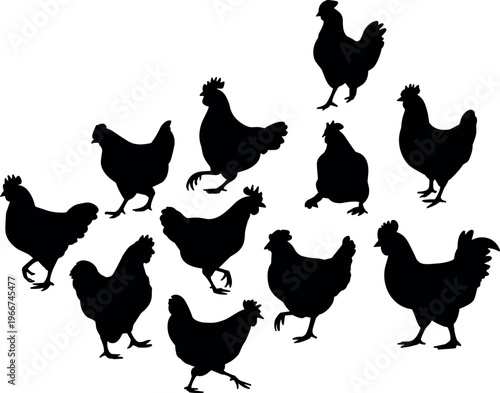 Set of chicken silhouettes in various poses, farm poultry birds vector illustration isolated on white background design collection