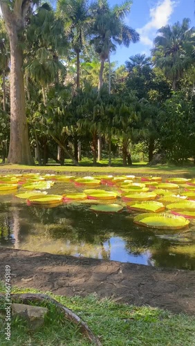 Victoria amazonica in Sir Seewoosagur Ramgoolam Botanic Garden, Port Louis, Port Louis District, Mauritius