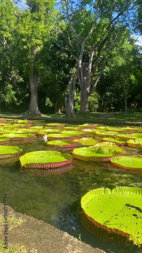 Victoria amazonica in Sir Seewoosagur Ramgoolam Botanic Garden, Port Louis, Port Louis District, Mauritius