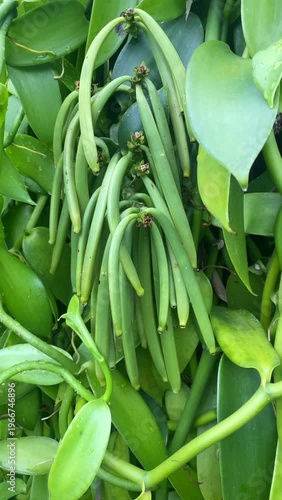 Vanilla plantation on Reunion Island